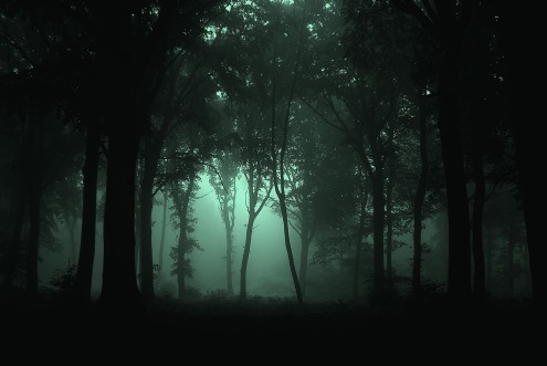 Image result for haunted woods